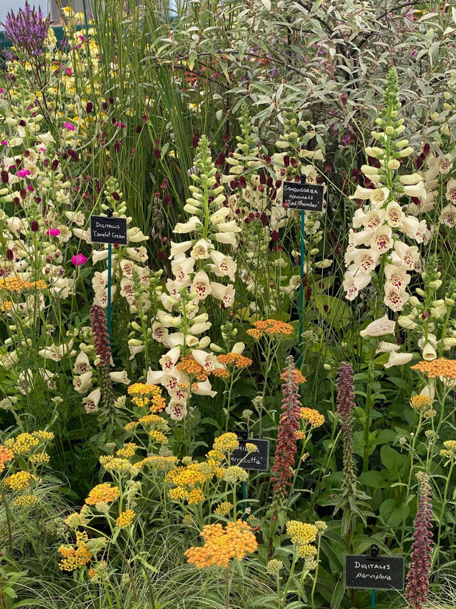 Exhibit at The Floral Marquee, Hampton Court Palace Garden Festival 2023