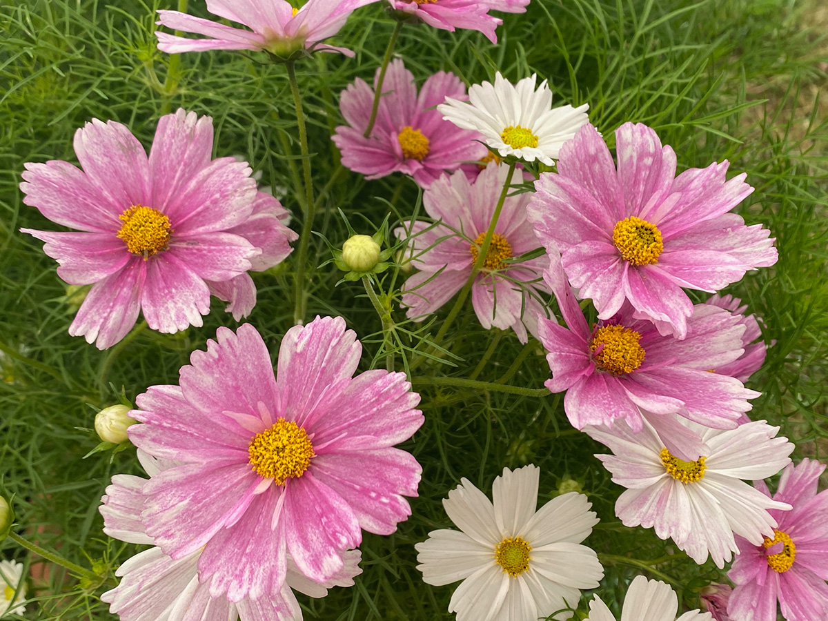 Garden cosmos (cosmos bipannatus) - RHS Hampton Court.