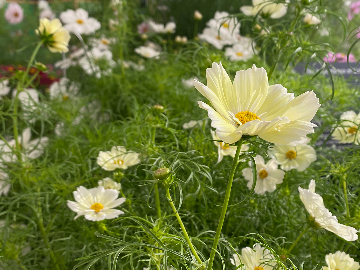 Garden cosmos (Cosmos bipannatus) - RHS Hampton Court