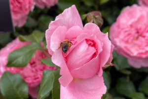 Penelope Lively Rose from David Austen Roses