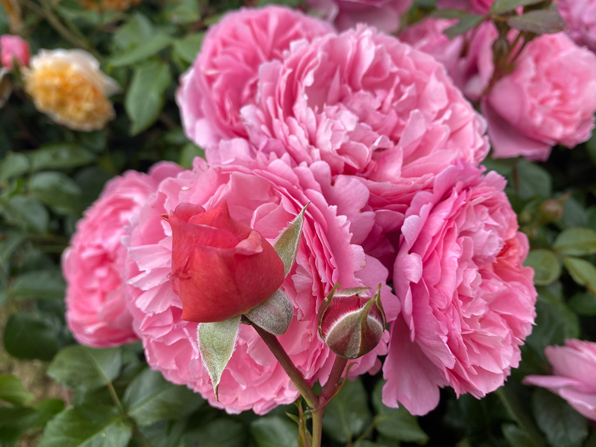 Rosa 'Penelope Lively' by David Austin Roses - RHS Hampton Court Show 2023