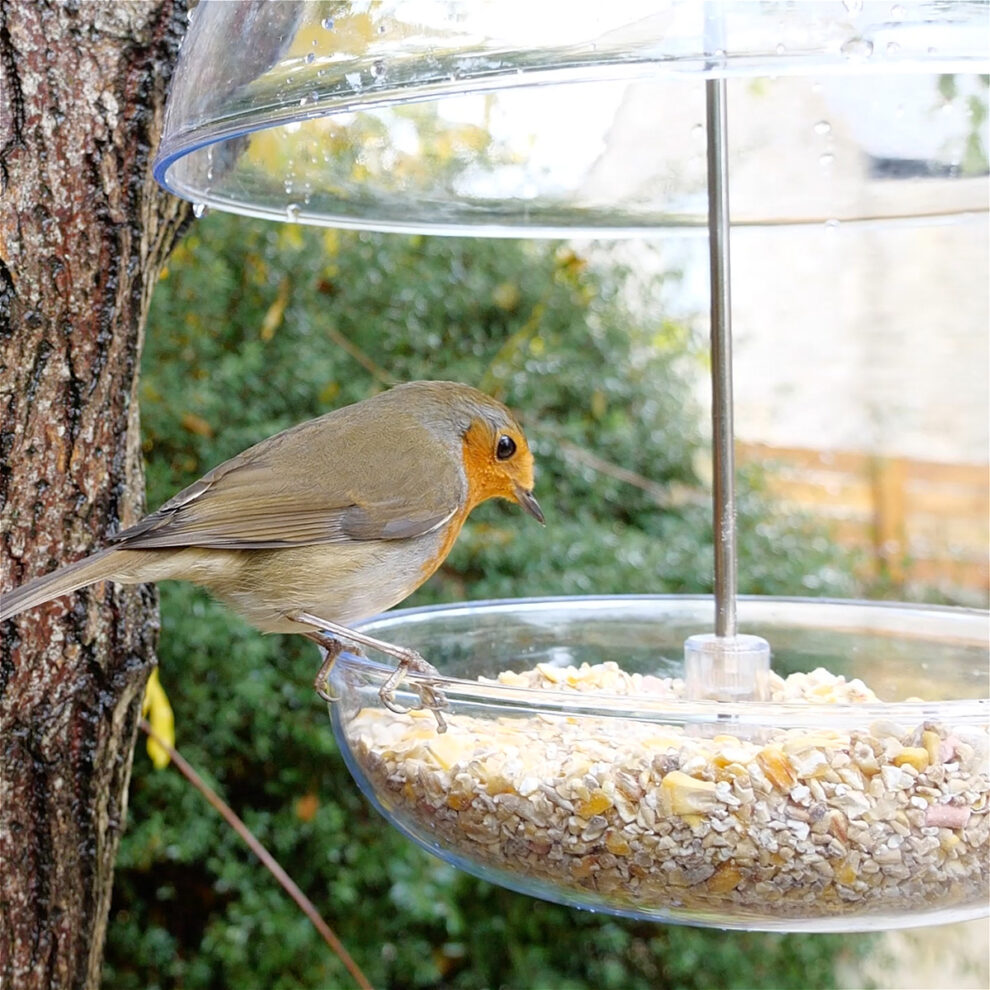 How to feed garden birds? The best ways to attract birds to your garden