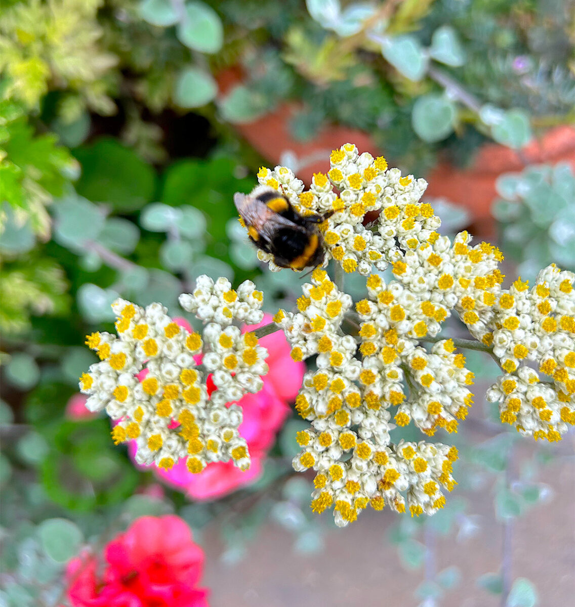 Bee at Driftwood Garden