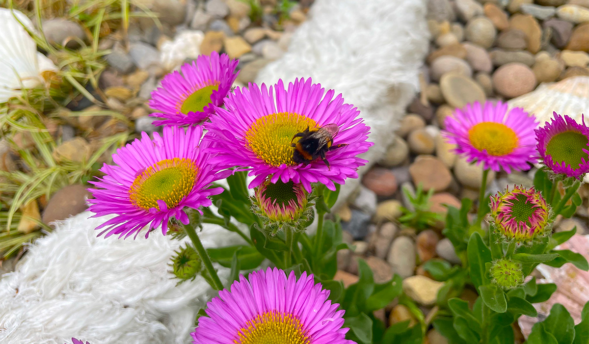Bee on Erigeron at Driftwood