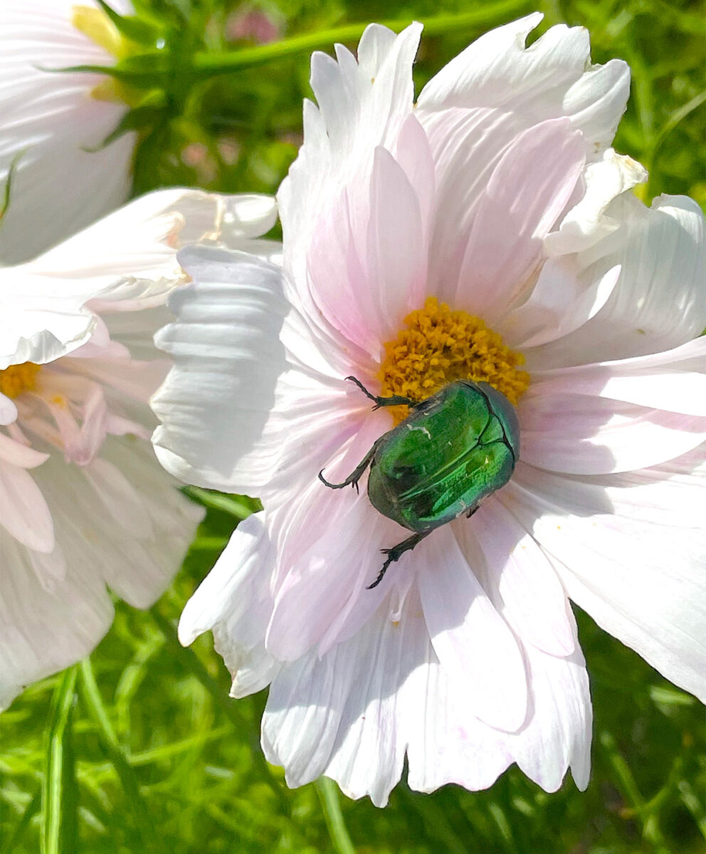 Beetle on cosmos cupcake at Driftwood Garden