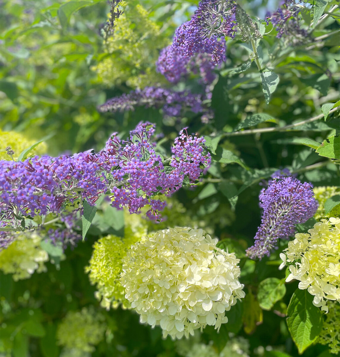 Buddleja at Driftwood Garden