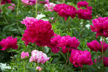peonies growing in a garden