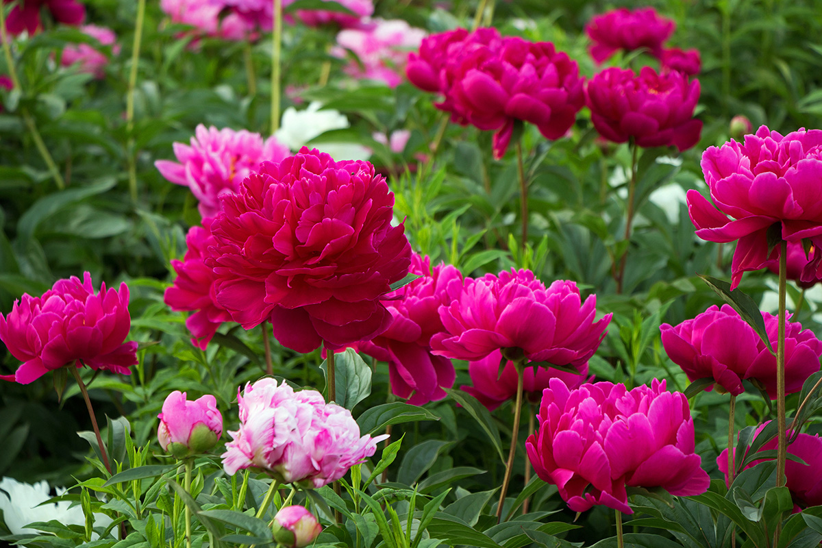peonies growing in a garden