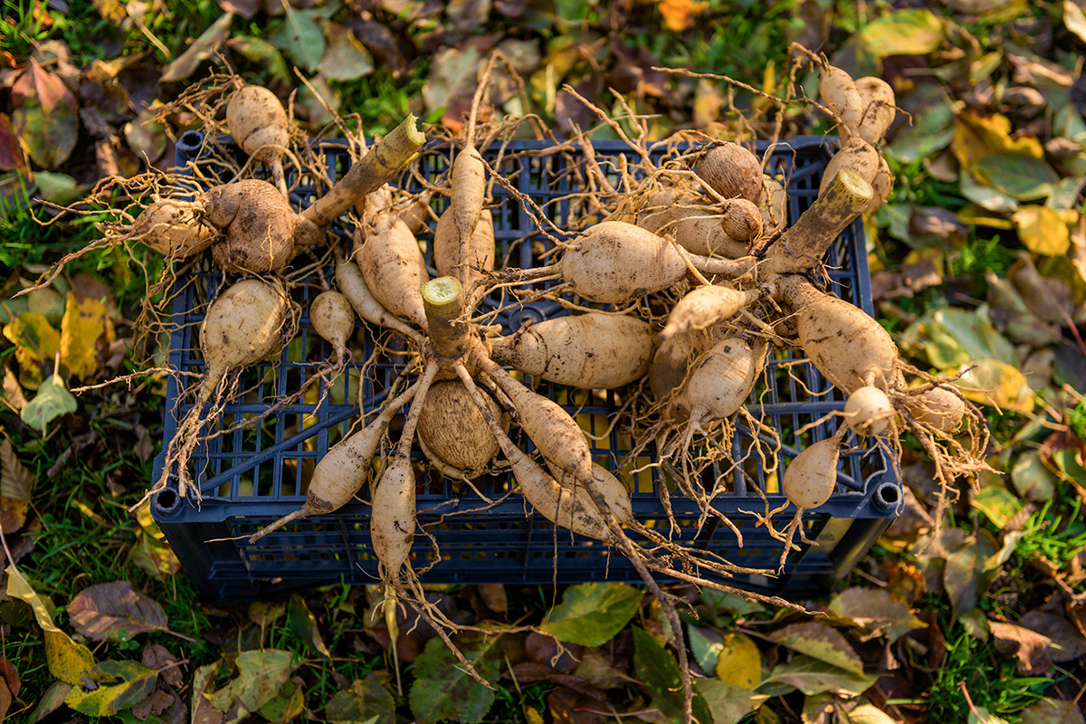 dahlia tubers drying in afternoon sun before overwintering