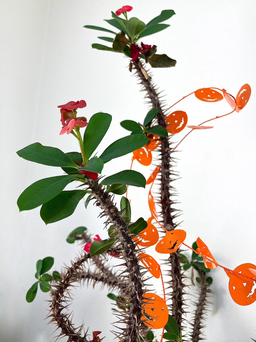 The stems of Crown of Thorns houseplant