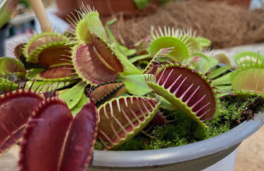 Venus fly trap houseplant
