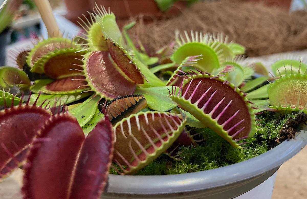 Venus fly trap houseplant