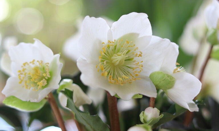 Helleborus niger, Christmas Rose
