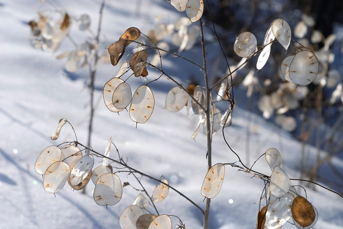 Honesty seed heads in winter