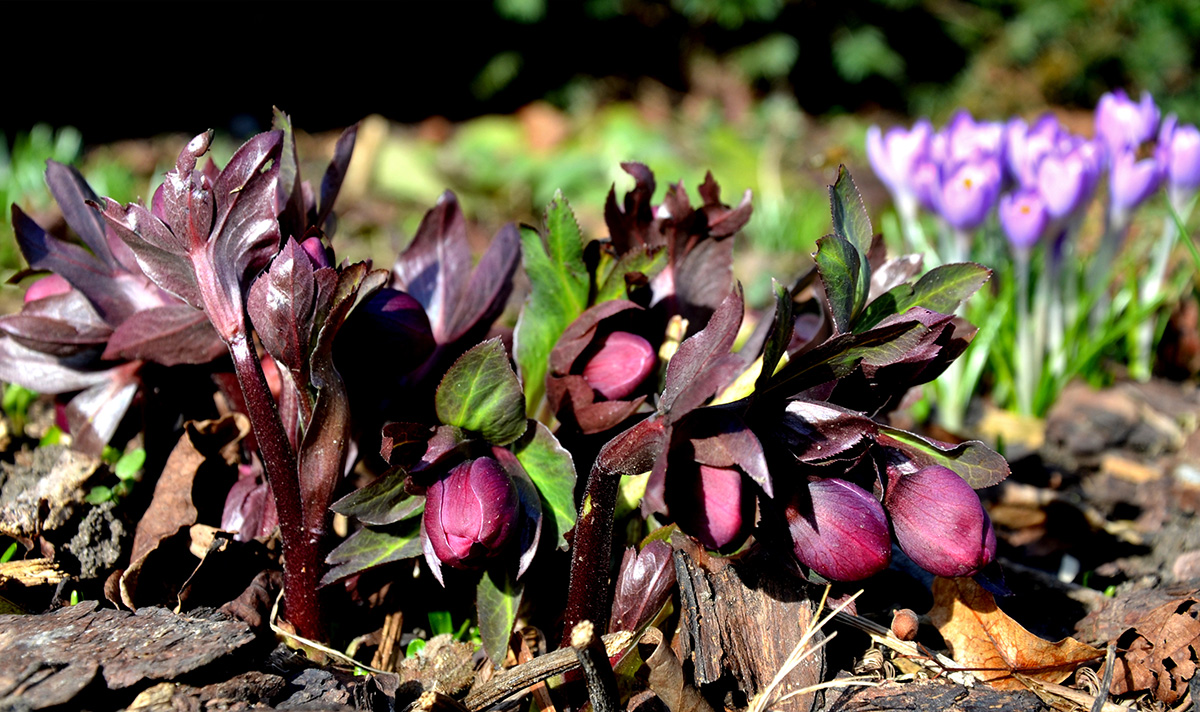 Hellebore flowers emerging in spring