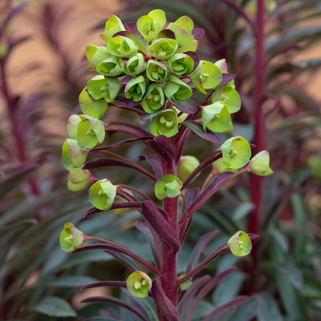 Euphorbia Miners Merlot