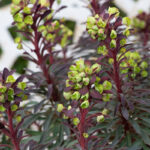 Euphorbia Miners Merlot