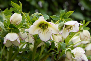 Lenten Rose or Helleborus Orientalis