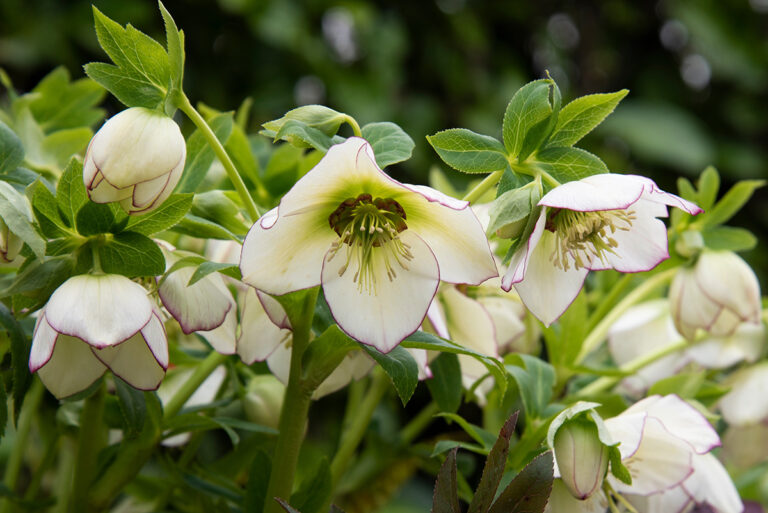 Lenten Rose or Helleborus Orientalis