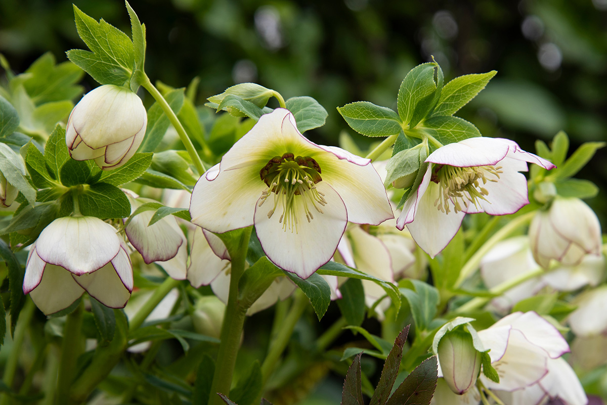 Hellebore plant hotsell