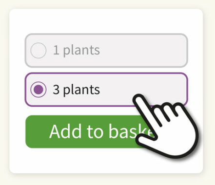 Armeria Dreameria Dreamland - Richard Jackson Garden