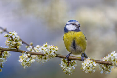 Blue tit perched on branch with spring blossom