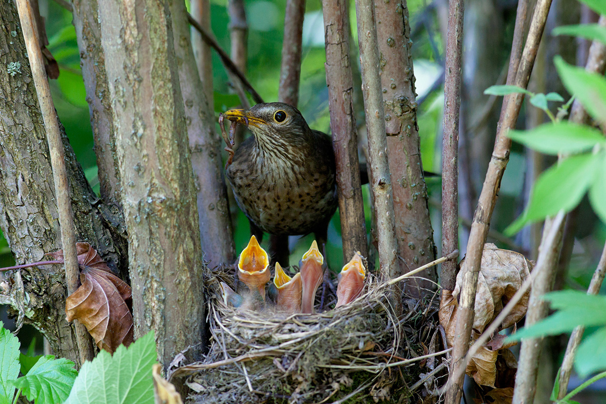 Female blackbird in nest with her young