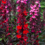 Lobelia Queen Victoria
