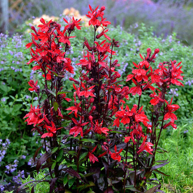 Lobelia Queen Victoria