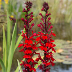 Lobelia Queen Victoria