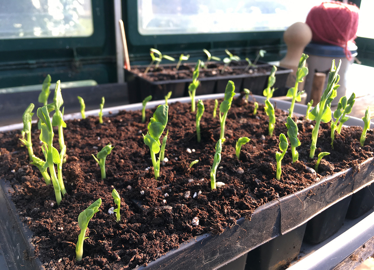 Seed sowing