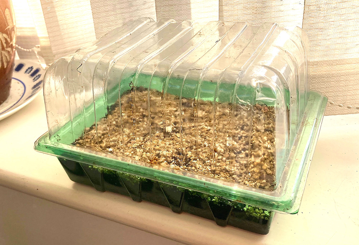 Seed sowing