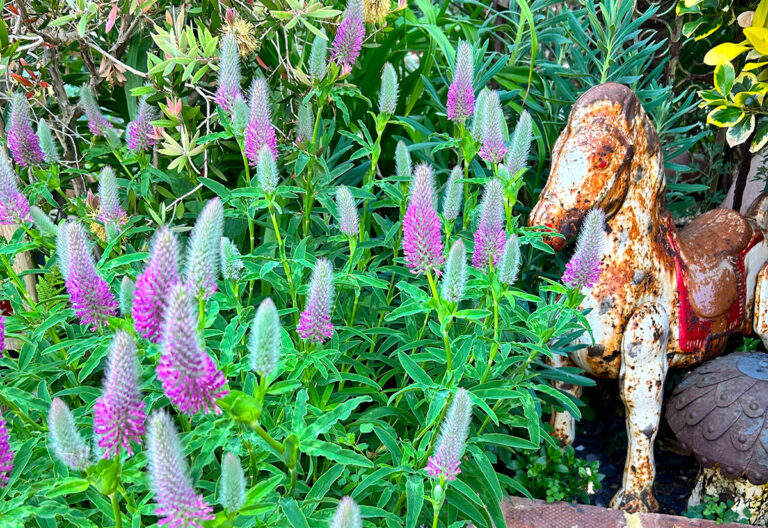 Driftwood Garden