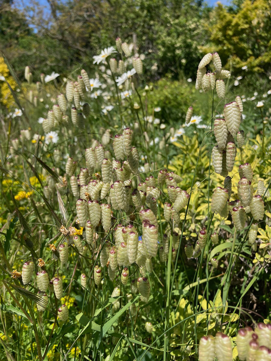Wildflower meadow