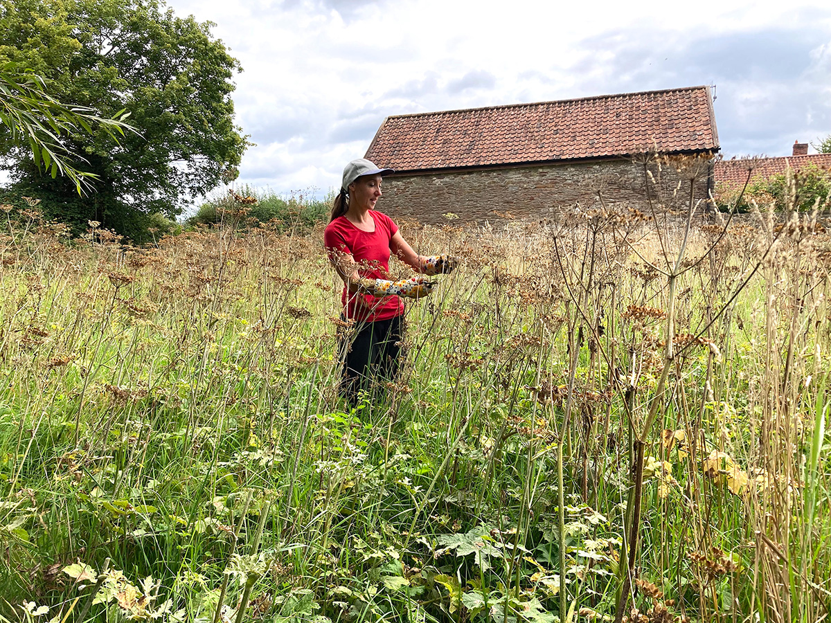 Wildflower meadow