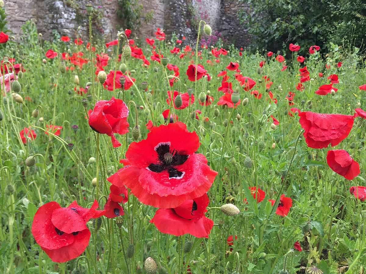 Wildflower meadow