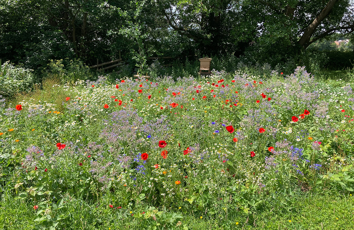 Wildflower meadow