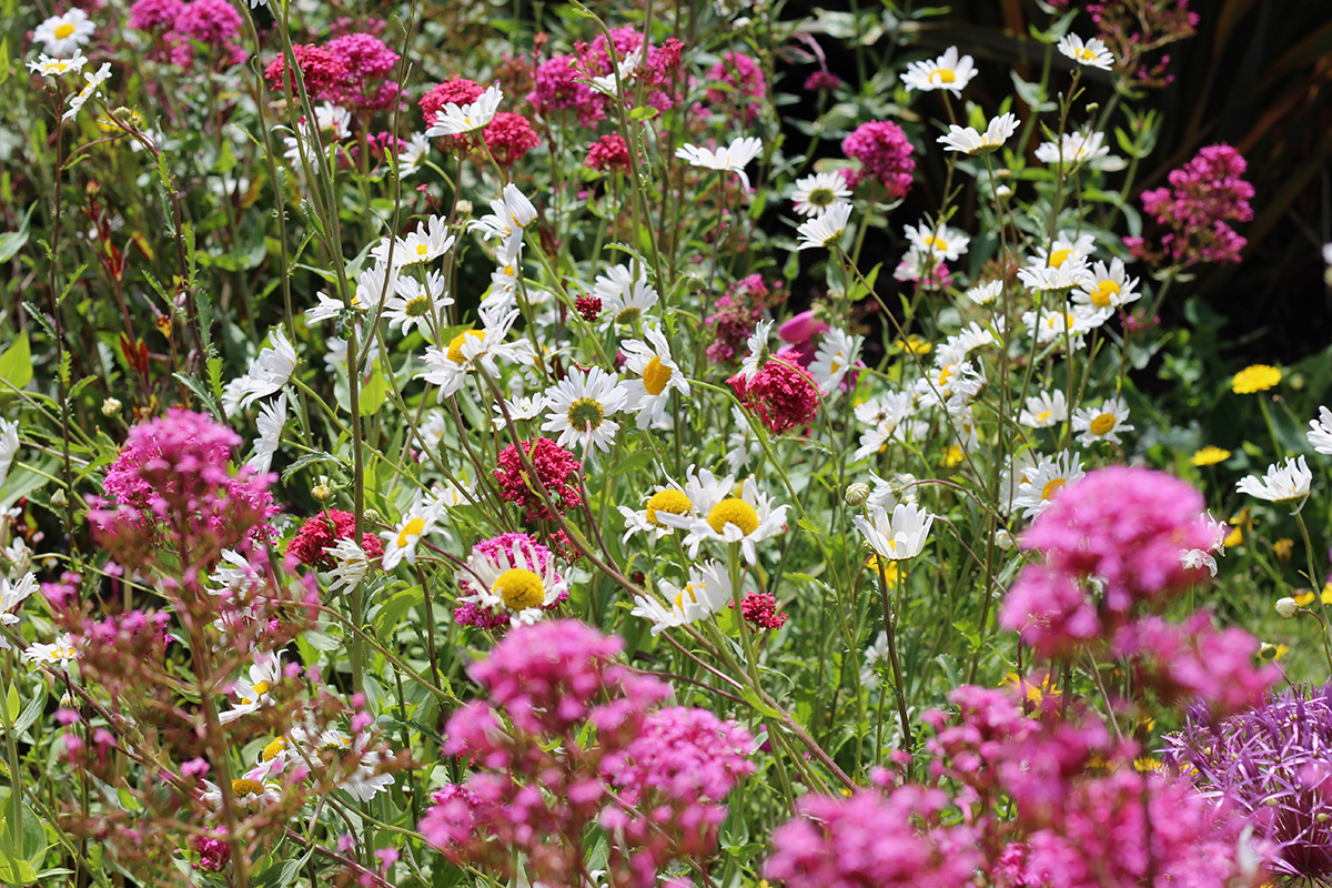 Wildflower meadow