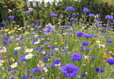 Wildflower meadow