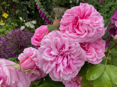 Pink roses