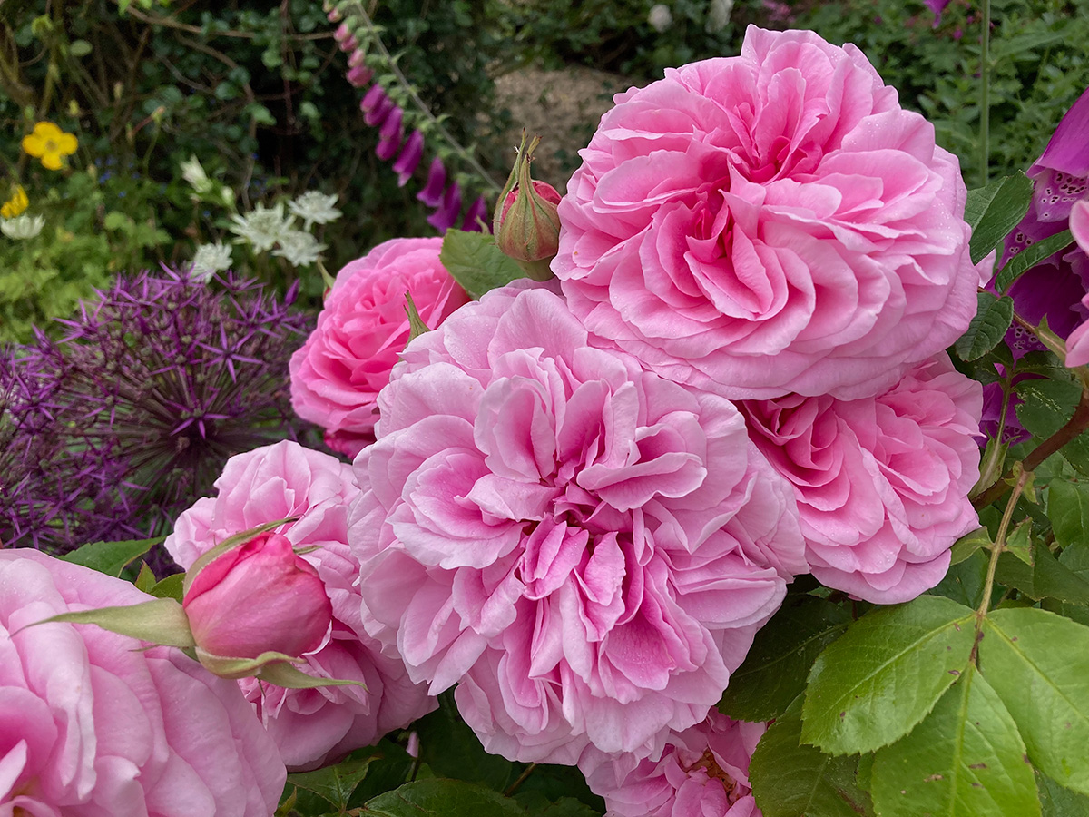 Pink roses