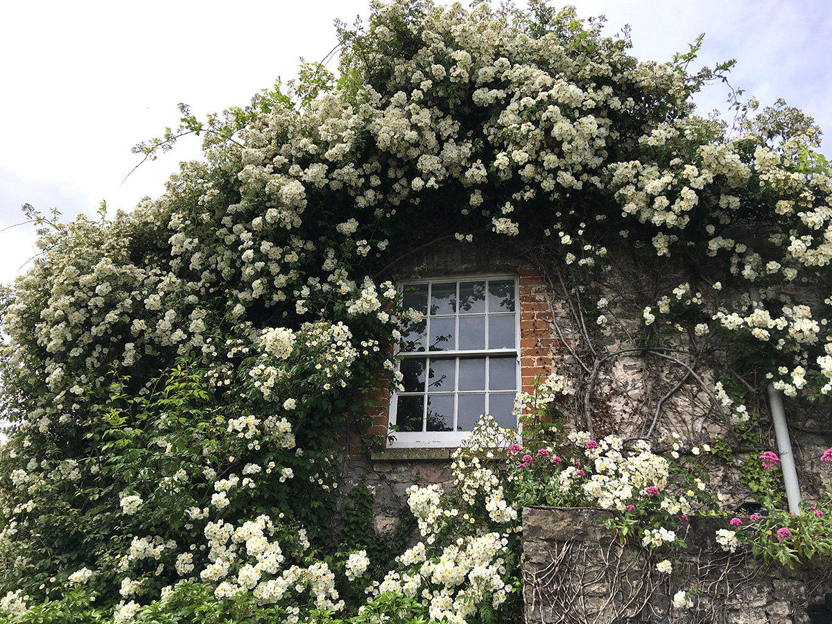 Wall of rambling rosa "Rambling Rector'