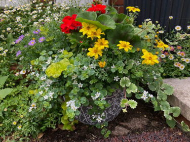 Colourful containers with trailing plants