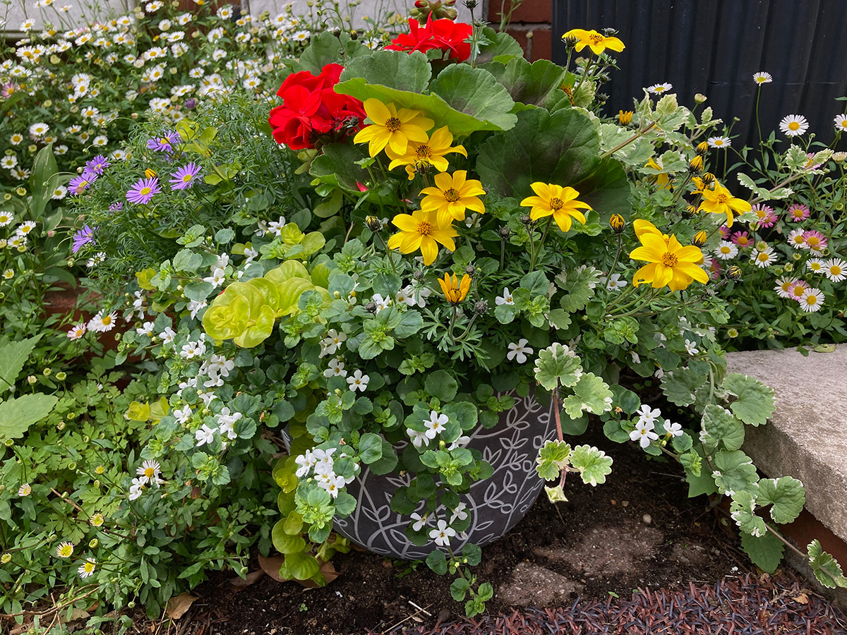 Colourful containers with trailing plants