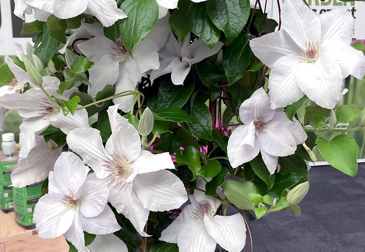 Clematis 'Guernsey Flute'