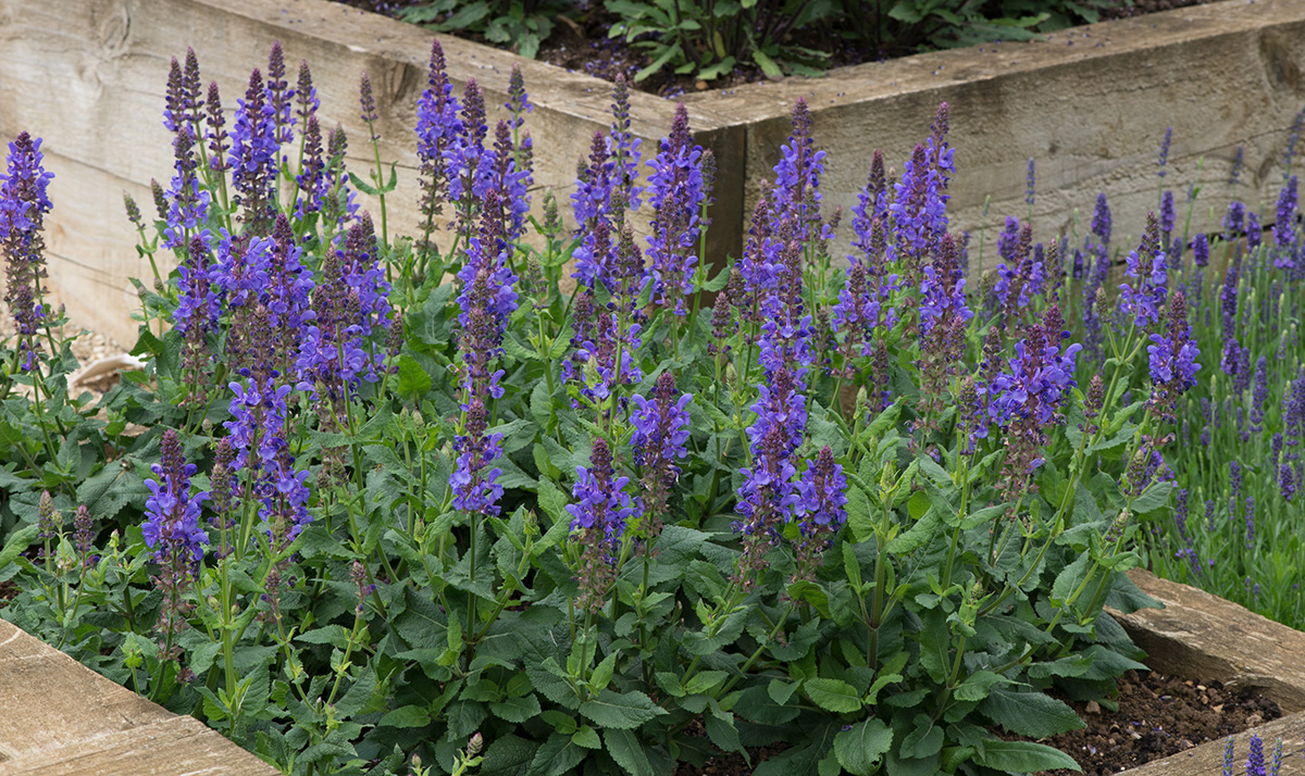 Salvia Blue Marvel