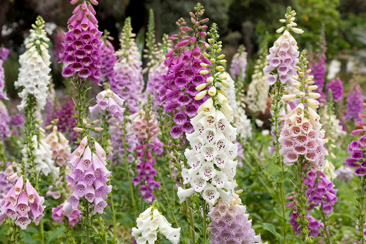 Mix of foxgloves
