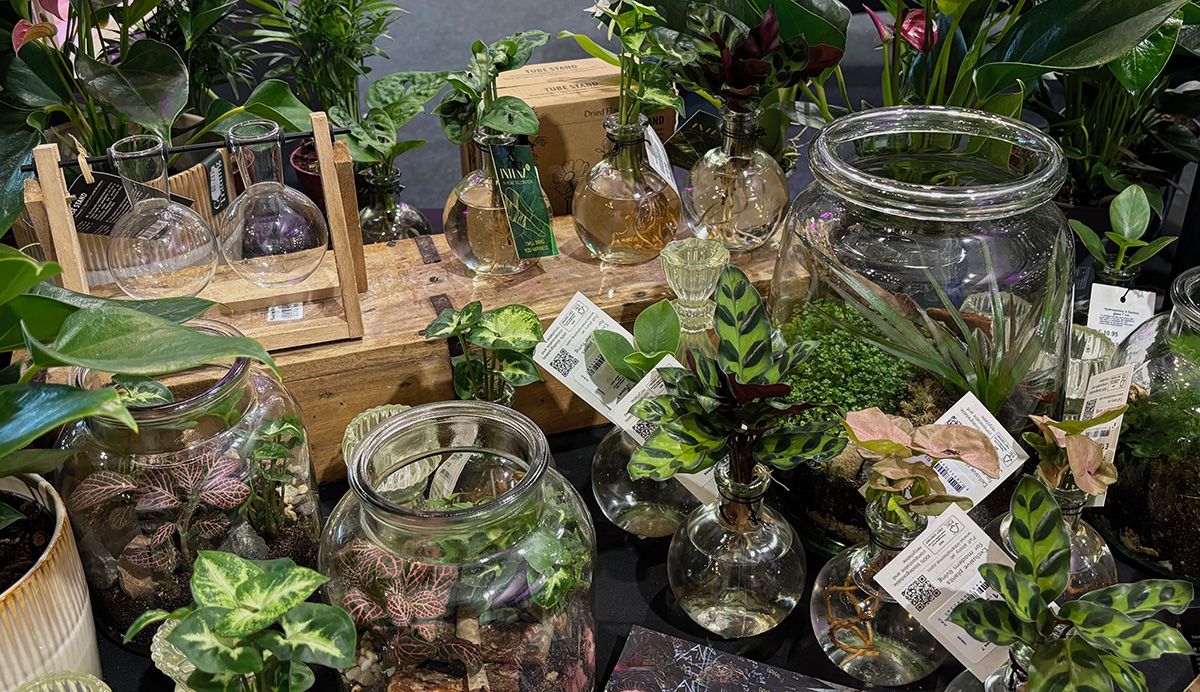 Hydroponics and open terrariums at Leaf Creative_1200px