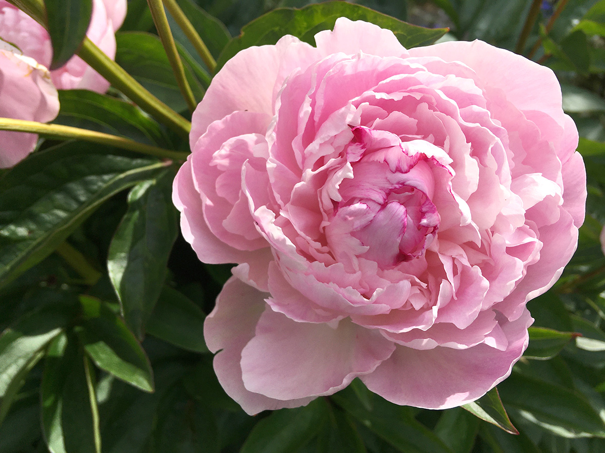 Pink peony