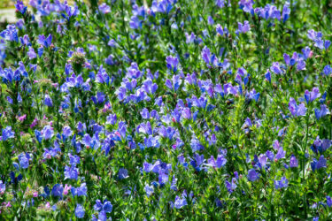vipers bugloss